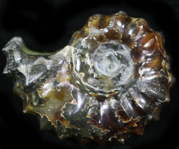 Polished, Agatized Douvilleiceras Ammonite - #29289